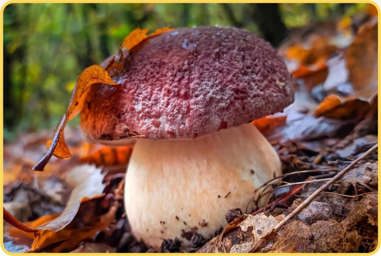 Camping Grondola - Federicofarm Pontremoli Zewnętrze zdjęcie
